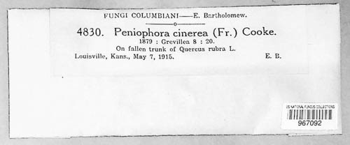 Peniophora cinerea image
